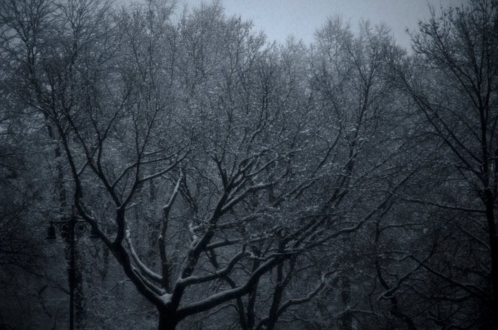 snowy central park Danny Roberts